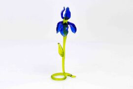 iris blauw staand