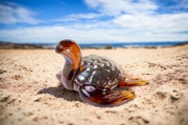 Glass Turtle on the beach