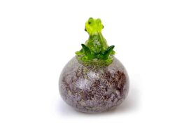 Frog on Stone Glass Gift Brown