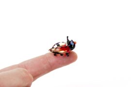 Miniatuur Glas Lieveheersbeestje | Mini glas figuren | Glazen miniaturen | Mini Dieren