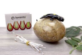Salamander on Stone Glass Gift Light Brown