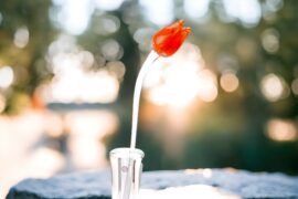 Tulp Oranje | Glazen Tulpen | Glazen bloemen